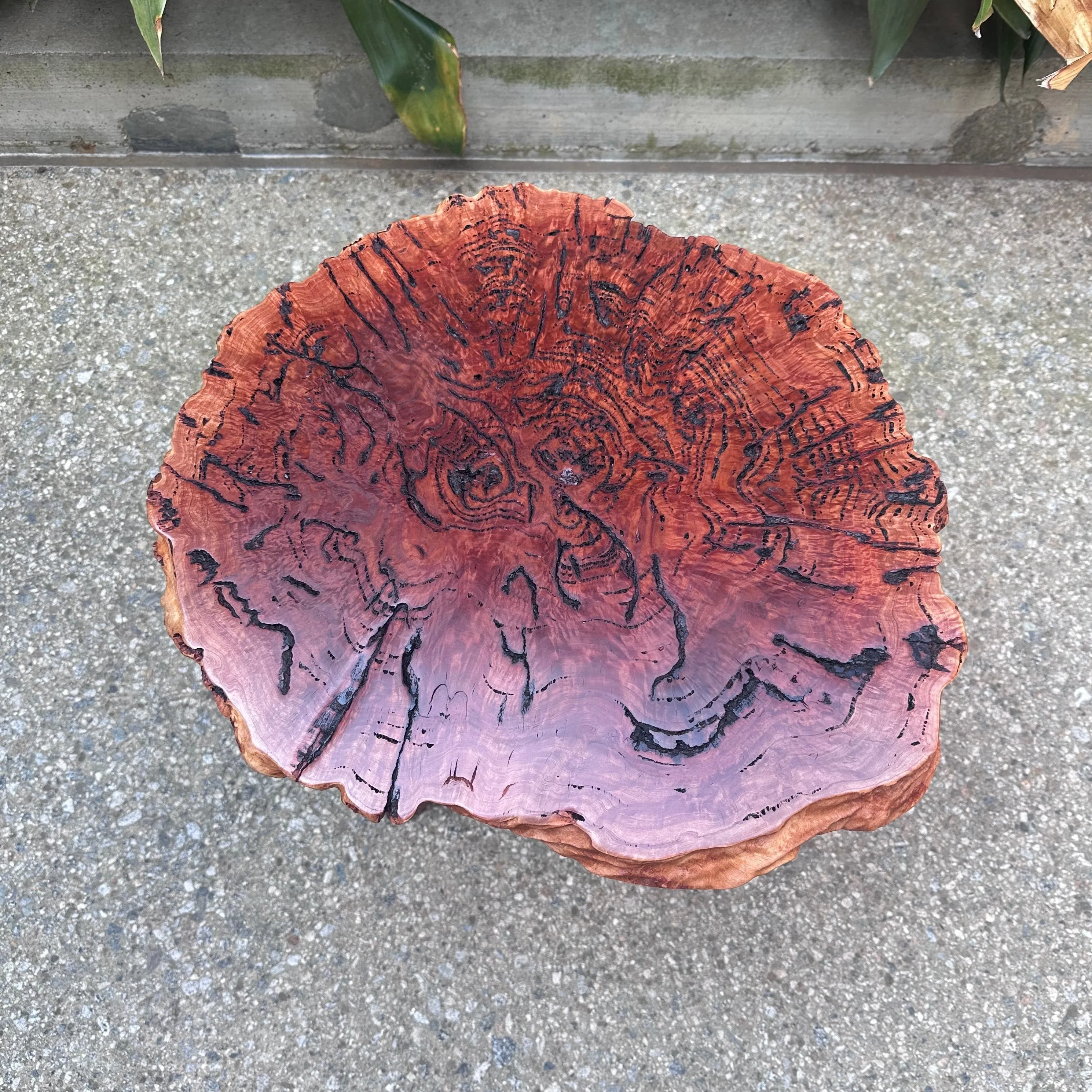 Salmon Gum Burl / Claro Walnut Pedestal Table